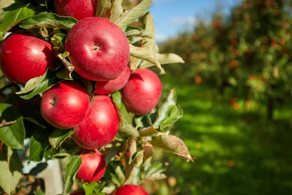 Brillanti Deliziose Mele Appese Ramo Albero Frutteto Mele — Foto Stock