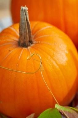 Şükran günü sınır arka plan. Renkli yaprakları ile sonbahar sonbahar arka plan, 