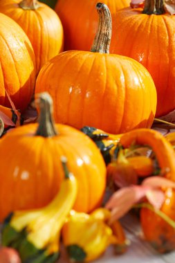 Şükran günü sınır arka plan. Renkli yaprakları ile sonbahar sonbahar arka plan, 