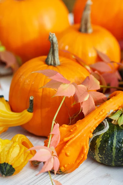 Fondo Frontera Acción Gracias Otoño Fondo Otoño Con Hojas Coloridas — Foto de Stock