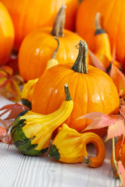 Święto Dziękczynienia Granicy Tła Tło Jesień Jesień Kolorowy Liść — Zdjęcie stockowe