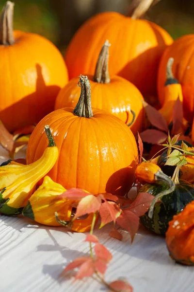 Thanksgiving Grens Achtergrond Autumn Fall Achtergrond Met Kleurrijke Bladeren — Stockfoto