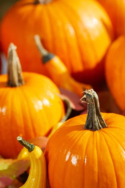 Fondo Frontera Acción Gracias Otoño Fondo Otoño Con Hojas Coloridas — Foto de Stock