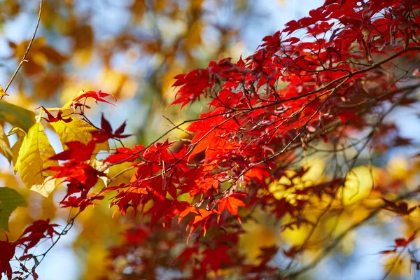 Season Beautiful Autumn Leaves — Stock Photo, Image