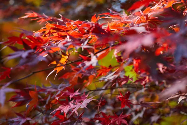 美丽秋叶的季节 — 图库照片