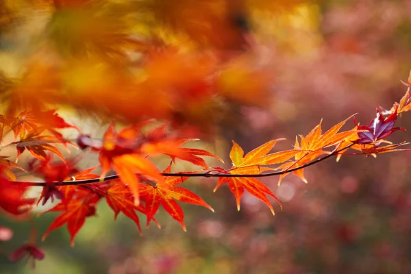 Seizoen Van Prachtige Herfstbladeren — Stockfoto