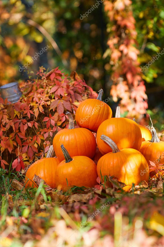 Pumpkins in garden grass. Halloween and autumn background