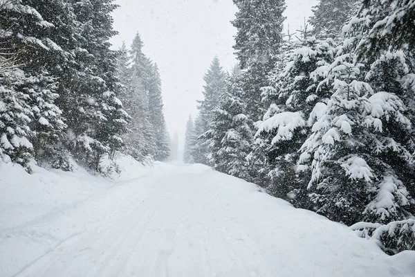 Arbres Hiver Montagne Recouverts Neige Fraîche — Photo