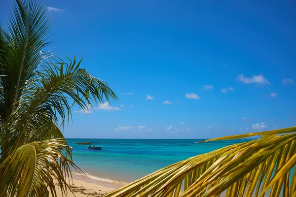 Costa Tropical Playa Con Palmeras Colgantes Vacaciones — Foto de Stock