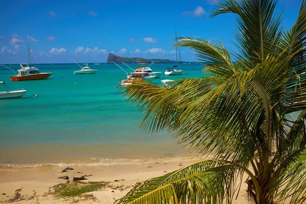 Côte Tropicale Plage Avec Palmiers Suspendus Vacances — Photo