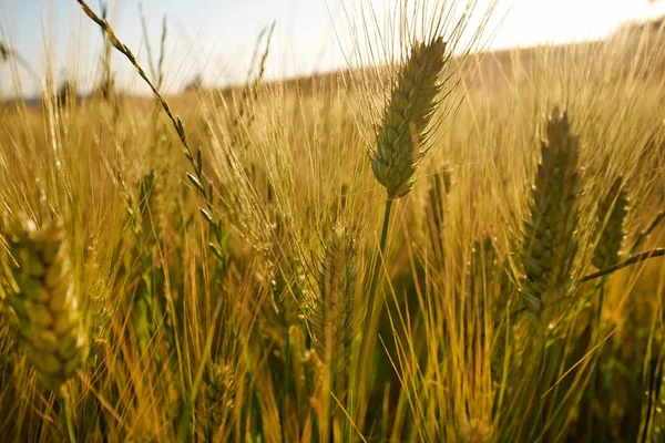 Пшеничное Поле Голубое Небо — стоковое фото