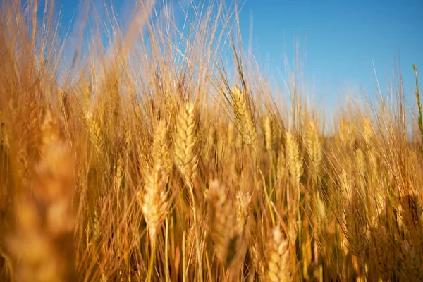 Campo Trigo Cielo Azul — Foto de Stock