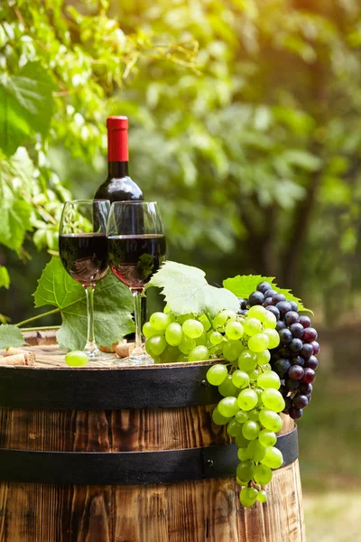 緑のトスカーナ州のブドウ畑で樽付きの赤ワイン イタリア — ストック写真