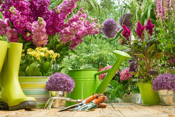 Trädgårdsredskap Och Plantering Blomma — Stockfoto