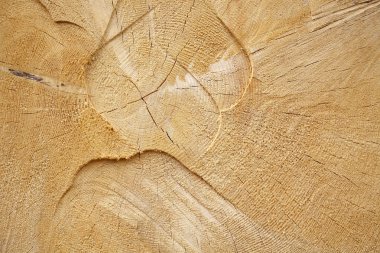 ağaç güdük arka plan