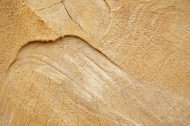 ağaç güdük arka plan