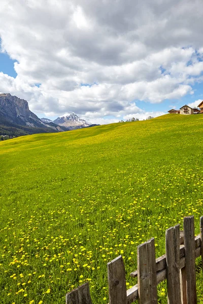 Paesaggio Idilliaco Nelle Alpi Con Prati Verdi Freschi Fiori Fioriti — Foto Stock