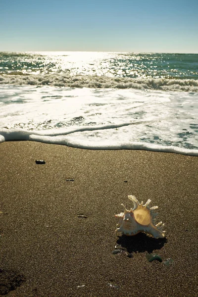 Seashell Beach Blue Sky — Stock Photo, Image