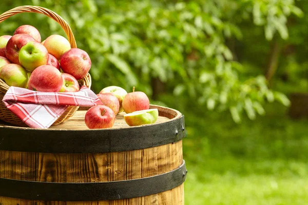 Manzanas Fondo Del Jardín Barril Viejo — Foto de Stock