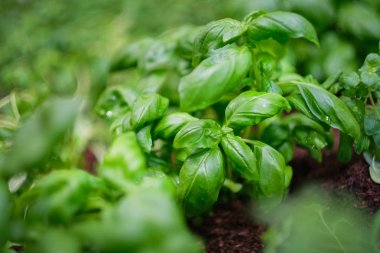 Eko taze fesleğen yakın çekim 