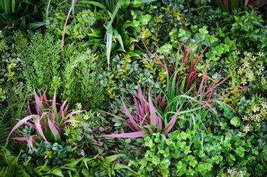 Eko yeşil bitki duvar 