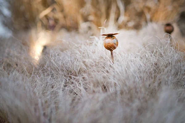 Abstrakter Hintergrund Mit Metallmohn — Stockfoto