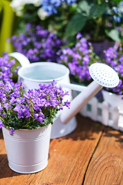 Frühjahrsgärtnern, Pflanzen, Werkzeuge, Blumen — Stockfoto