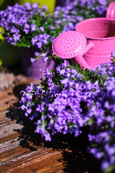 Alat berkebun dan bunga-bunga musim semi di teras taman — Stok Foto
