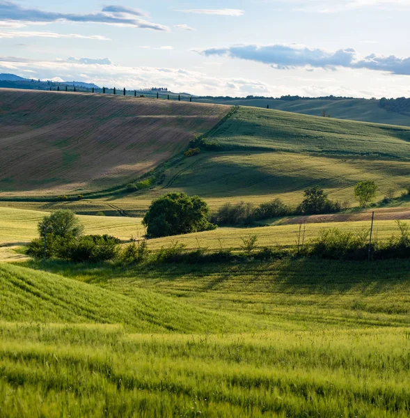 Ranní zlaté kopce Toskánsko. Itálie — Stock fotografie