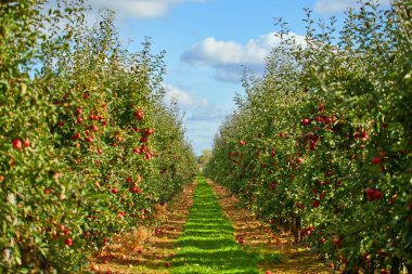 Meyve Bahçesinde Olgun Elmalar resmi hasat için hazır,Sabah