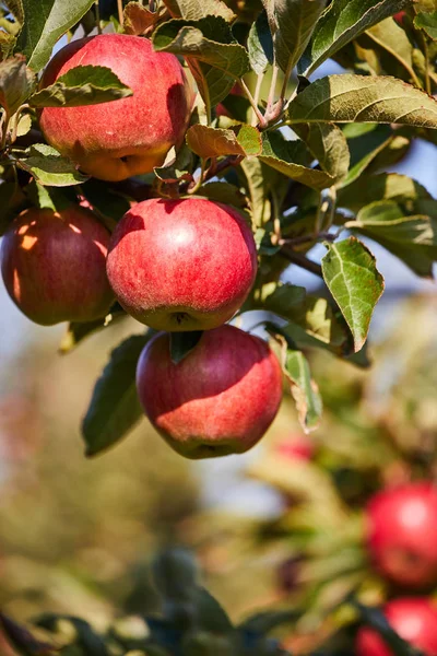 照片在果园的成熟苹果准备收获，早晨 — 图库照片