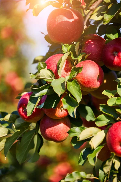 Фотография спелых яблок в саду, готовых к уборке, утро — стоковое фото