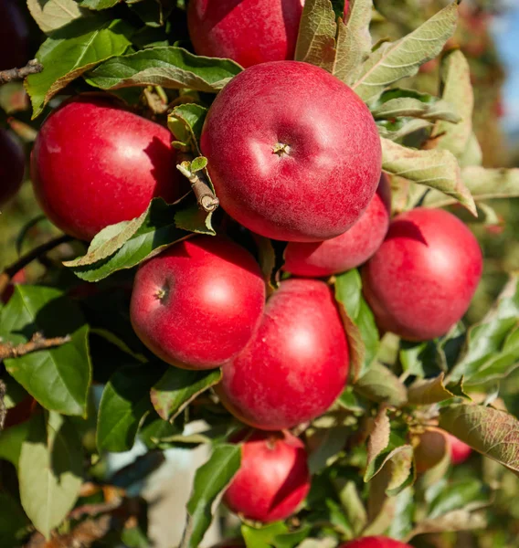 Картина стиглої яблука в саду готове до збирання врожаю, ранок — стокове фото