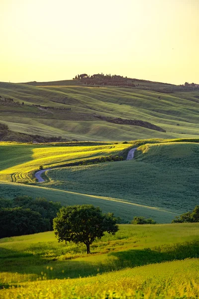 Toskanische Landschaft Bei Sonnenaufgang Typisch Für Die Region Toskanischen Bauernhof — Stockfoto