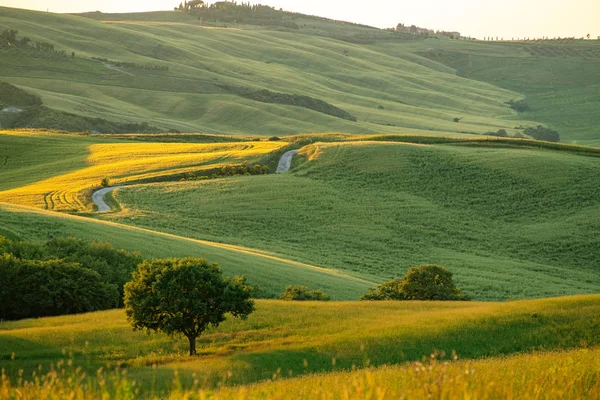 Toscane Landschap Bij Zonsopgang Typisch Voor Regio Toscaanse Boerderij — Stockfoto