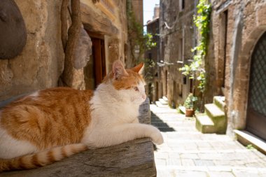Tembel bir kedi bir İtalyan kasabasında dinleniyor