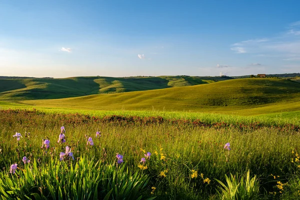 Tipico paesaggio toscano con colline, alberi verdi e case, E — Foto Stock