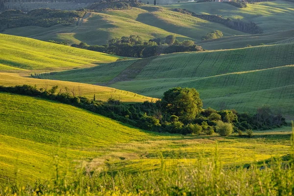 丘、緑の木や家と典型的なトスカーナの風景、 — ストック写真