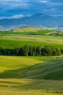Toskana güzel aydınlatılmış manzara . yeşil tepeler