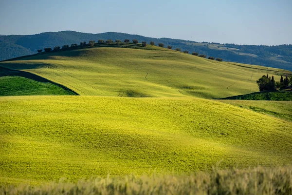 Paisaje Bellamente Iluminado Toscana Verdes Colinas — Foto de Stock