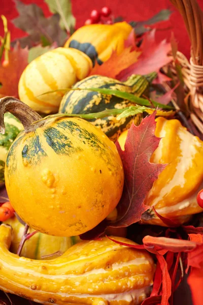 Autumn Nature Concept Pumpkin — Stock Photo, Image