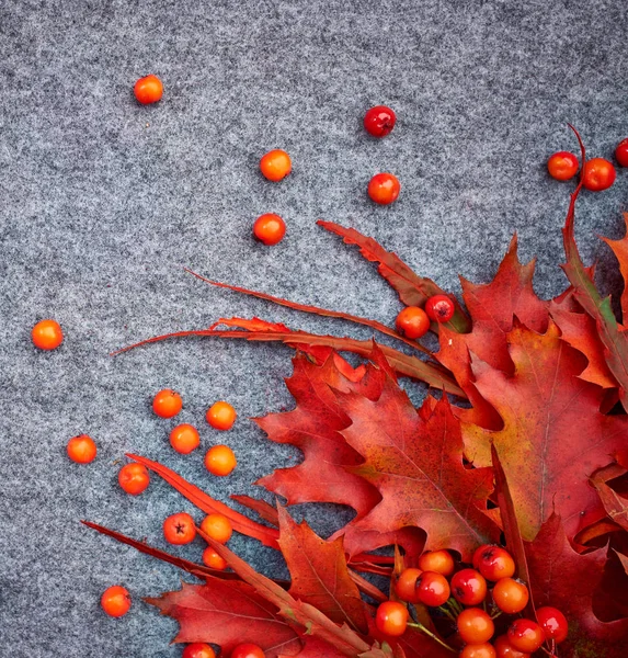 Autumn Background Rowan Leaves — Stock Photo, Image