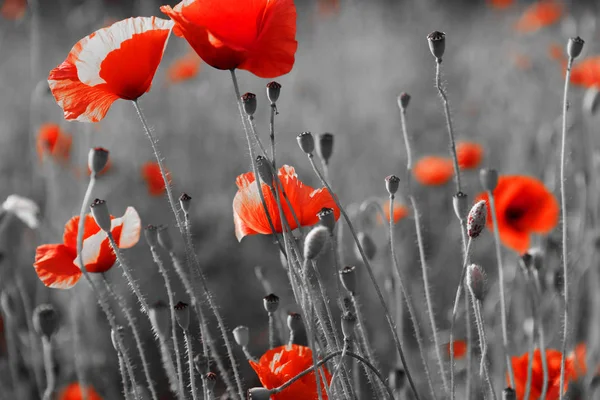 Red poppies on  field — Stock Photo, Image
