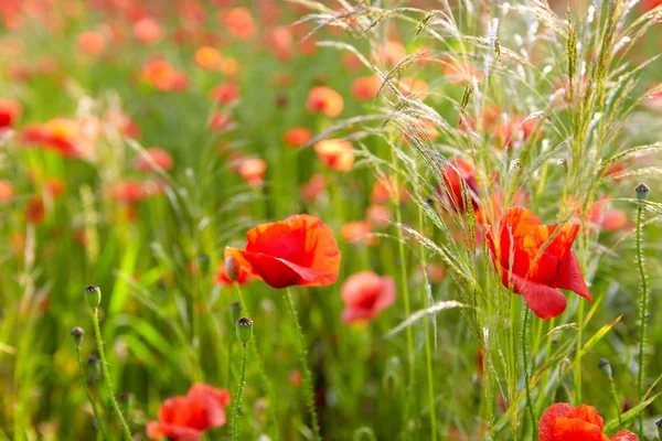 Red poppies on  field — Stock Photo, Image