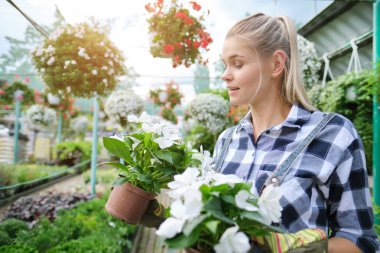 Serada bahçıvanlık eden genç bir kadın. Çiçek seçiyor..