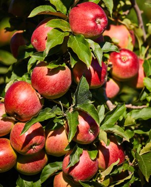 Bir elma ağacı dalında asılı parlak lezzetli elma veya