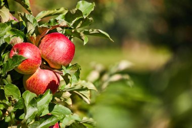Bir elma ağacı dalında asılı parlak lezzetli elma veya