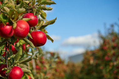 Bir elma ağacı dalında asılı parlak lezzetli elma veya
