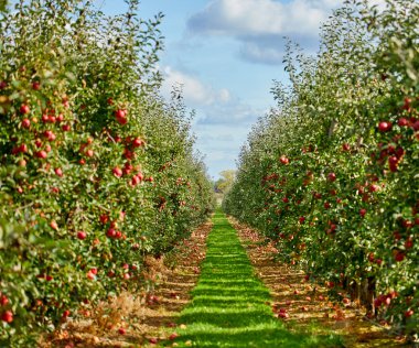 Bir elma ağacı dalında asılı parlak lezzetli elma veya