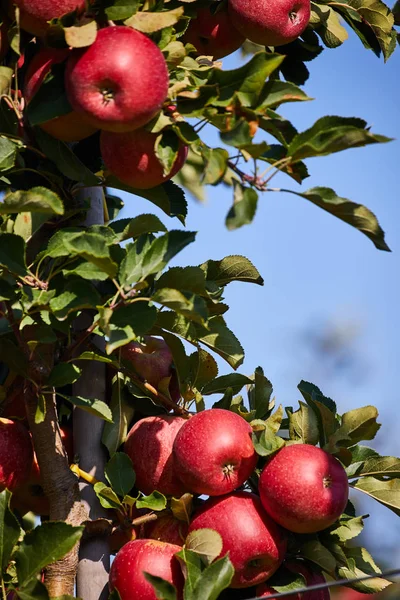 Manzanas deliciosas brillantes colgando de una rama de árbol en una manzana o —  Fotos de Stock